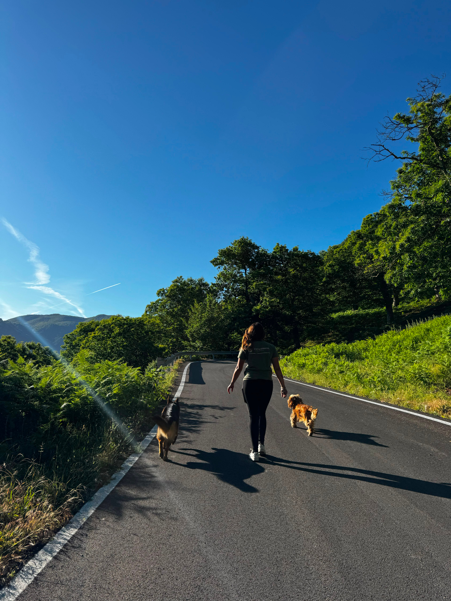 Trekking a 6 Zampe — foto 1