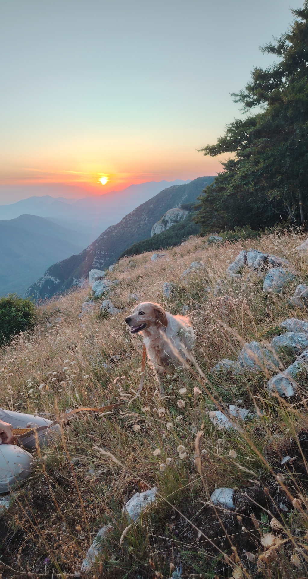Trekking a 6 Zampe — foto 8