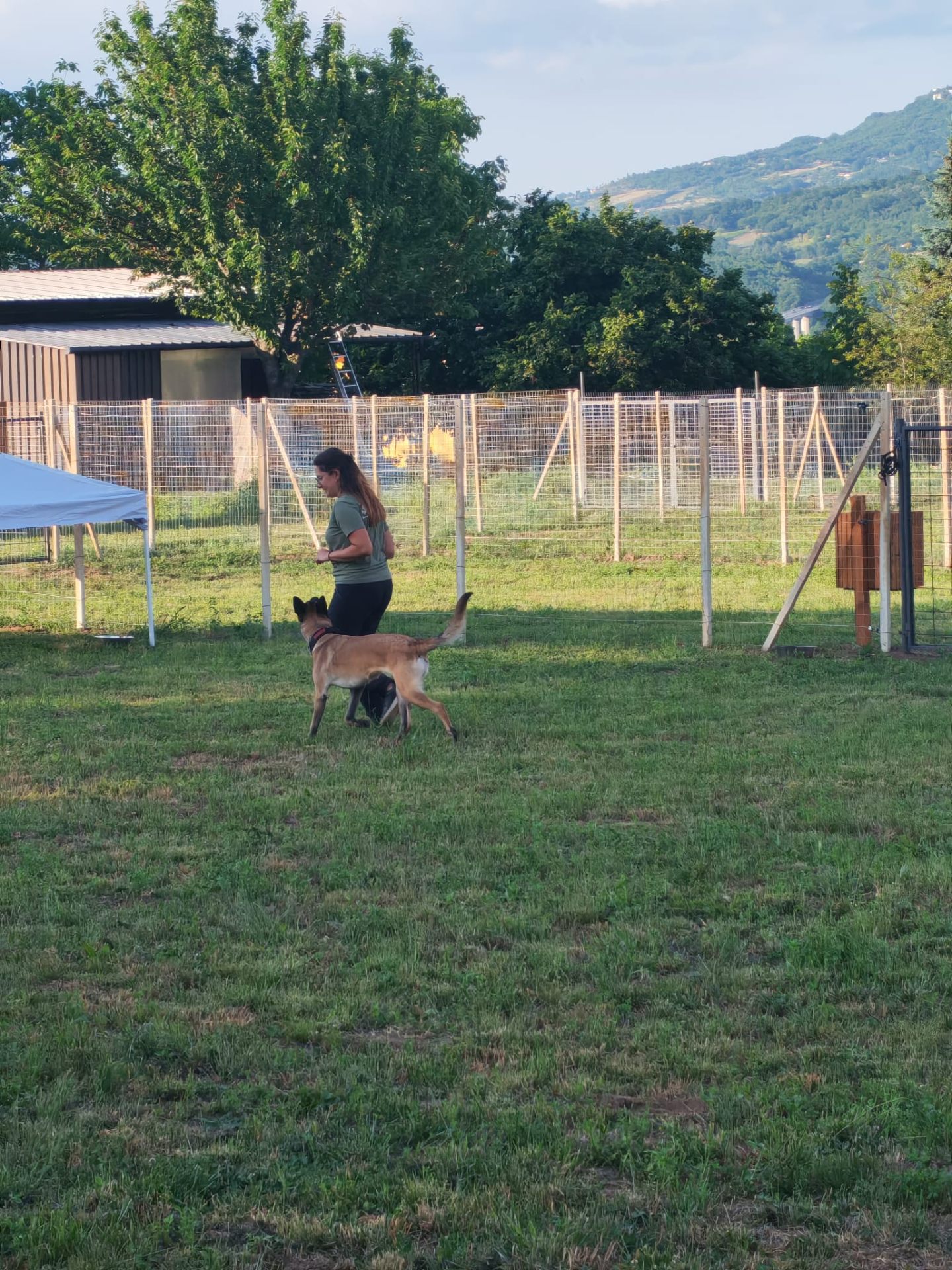 Educazione Cinofila — foto 4