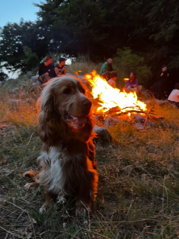 Trekking a 6 Zampe — foto 11