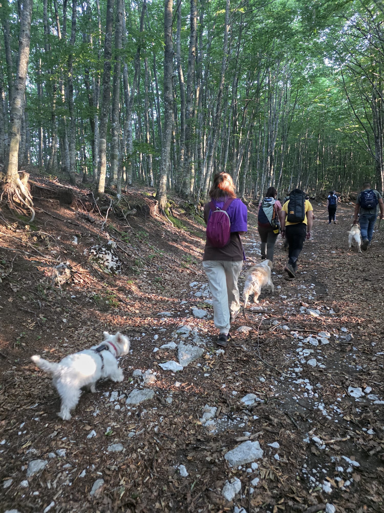 Trekking a 6 Zampe — foto 6